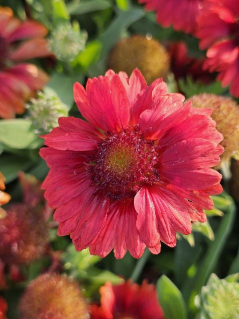 Fluturei roșii - Gaillardia aristata Mesa™ Red