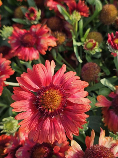 Fluturei roșii - Gaillardia aristata Mesa™ Red