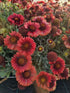 Fluturei roșii - Gaillardia aristata Mesa™ Red