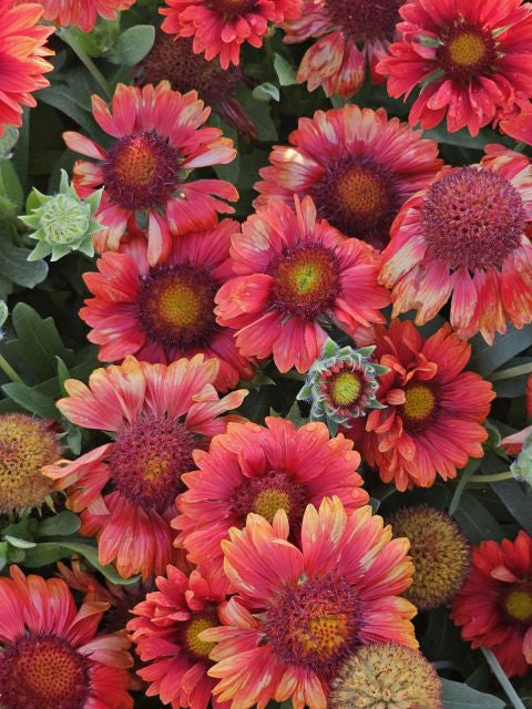 Fluturei roșii - Gaillardia aristata Mesa™ Red