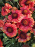 Fluturei roșii - Gaillardia aristata Mesa™ Red