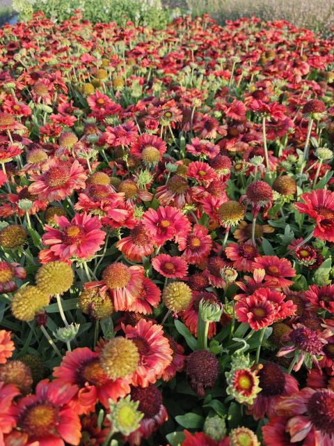 Fluturei roșii - Gaillardia aristata Mesa™ Red