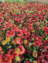 Fluturei roșii - Gaillardia aristata Mesa™ Red