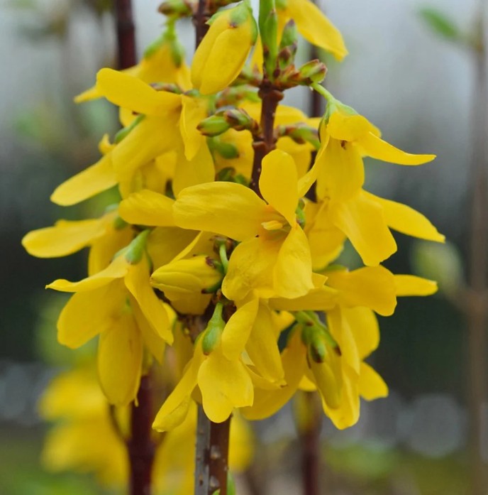 Ploaia de aur pitic - Forsythia × intermedia ‘Week-End’