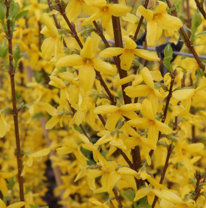 Ploaia de aur pitic - Forsythia × intermedia ‘Week-End’