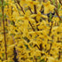 Ploaia de aur pitic - Forsythia × intermedia ‘Week-End’