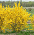 Ploaia de aur pitic - Forsythia × intermedia ‘Week-End’