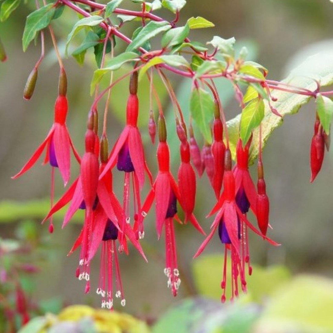 Cerceluși - Fuchsia 'Riccartonii'