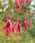 Cerceluși - Fuchsia magellanica 'Riccartonii'