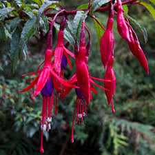 Cerceluși - Fuchsia magellanica 'Riccartonii'