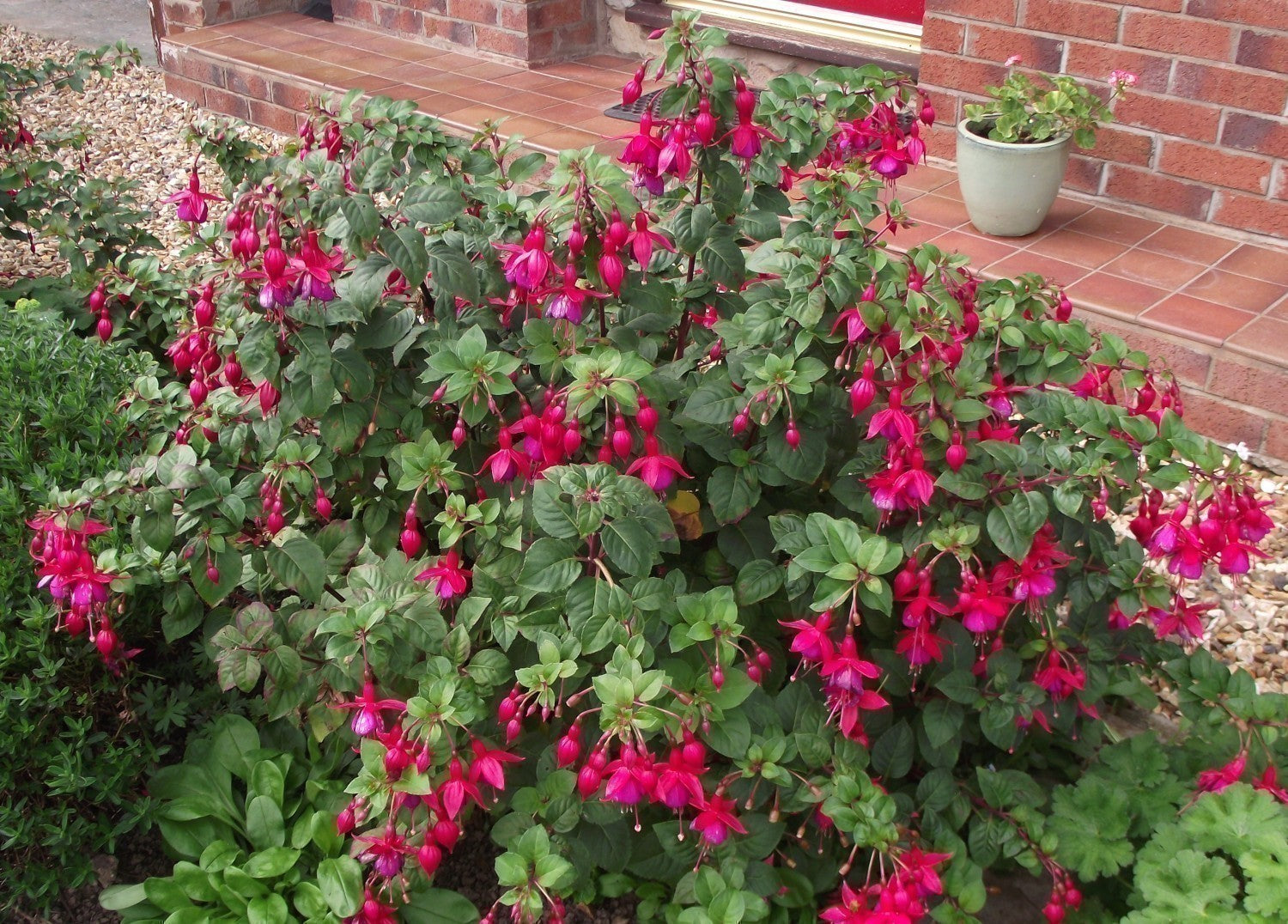 Cerceluși - Fuchsia magellanica 'Riccartonii'