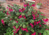Cerceluși - Fuchsia magellanica 'Riccartonii'