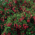 Cerceluși - Fuchsia magellanica 'Riccartonii'