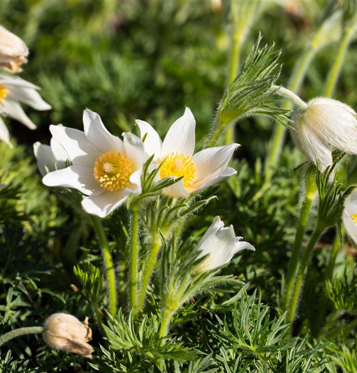 Floarea Paștelui Pulsar White - Pulsatilla Vulgaris Pulsar White