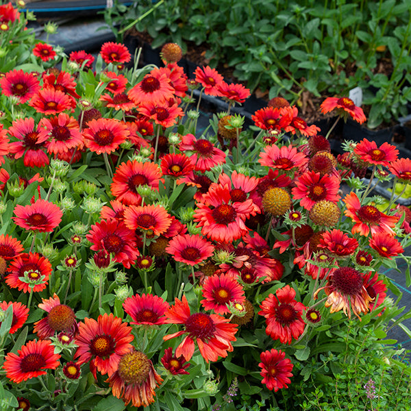 Fluturei roșii - Gaillardia aristata Mesa™ Red