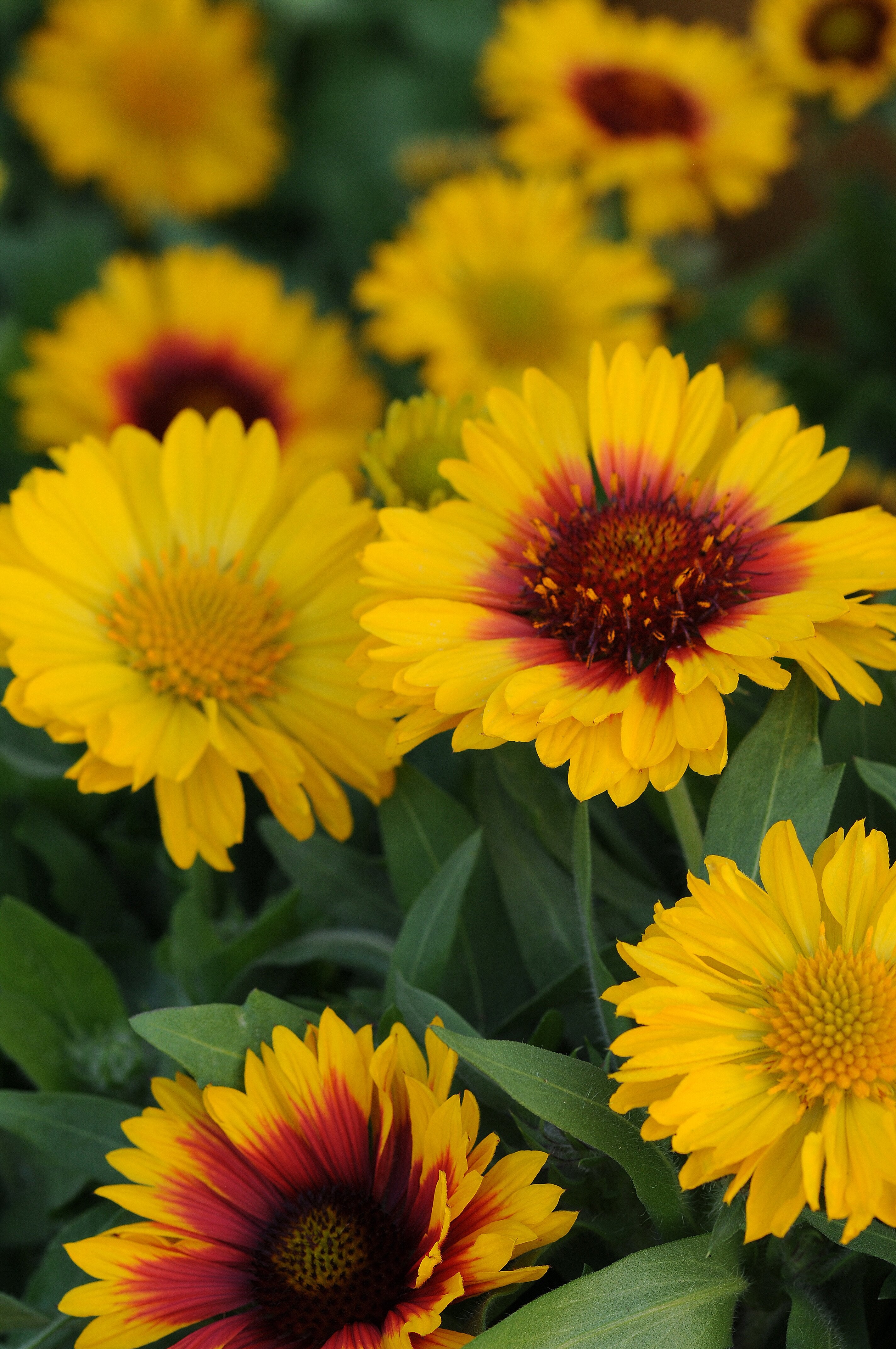 Fluturei - Gaillardia aristata Mesa™ Bright Bicolour’