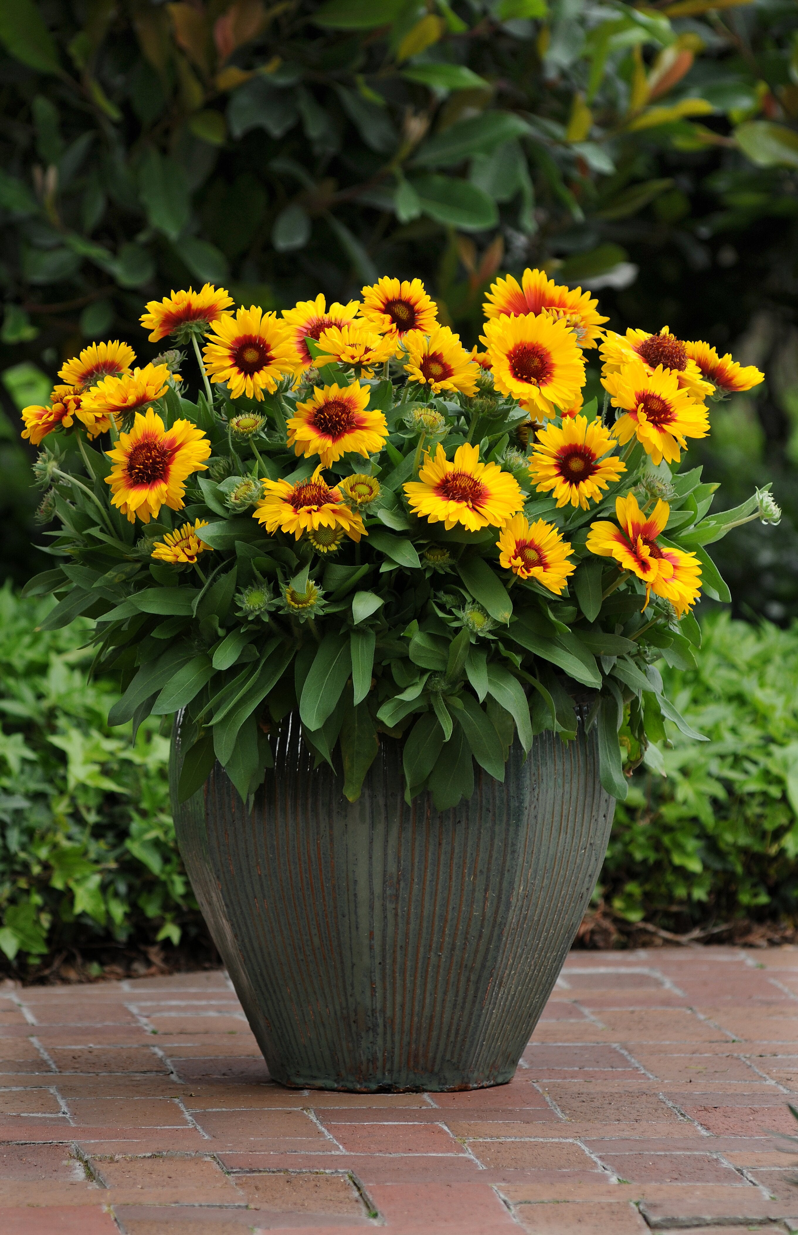 Fluturei - Gaillardia aristata Mesa™ Bright Bicolour’