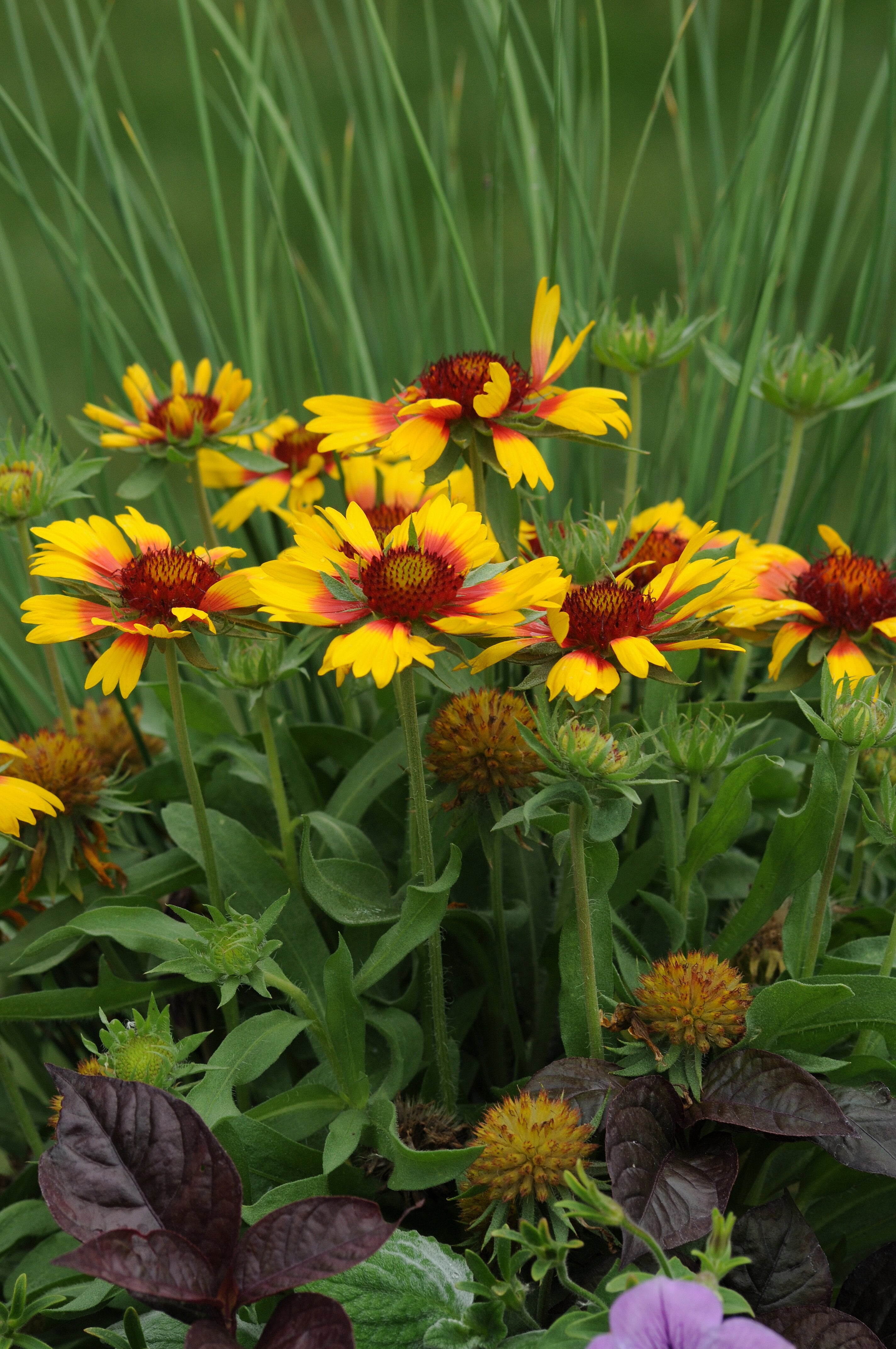 Fluturei - Gaillardia aristata Mesa™ Bright Bicolour’