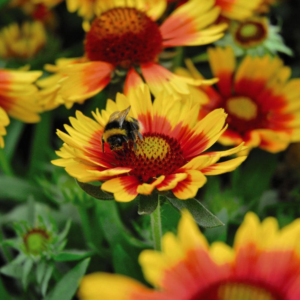 Fluturei - Gaillardia aristata Arizona Sun