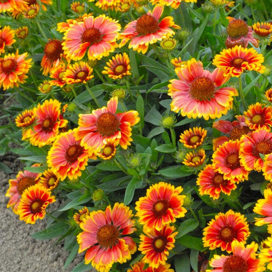 Fluturei - Gaillardia aristata Arizona Sun