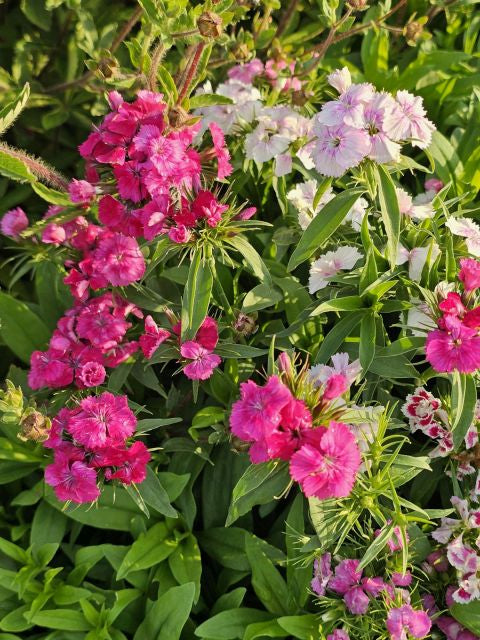 Garofița turcească mixt - Dianthus barbatus mixt