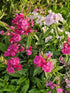 Garofița turcească mixt - Dianthus barbatus mixt