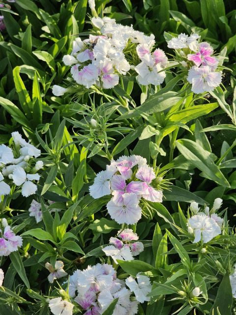 Garofița turcească mixt - Dianthus barbatus mixt
