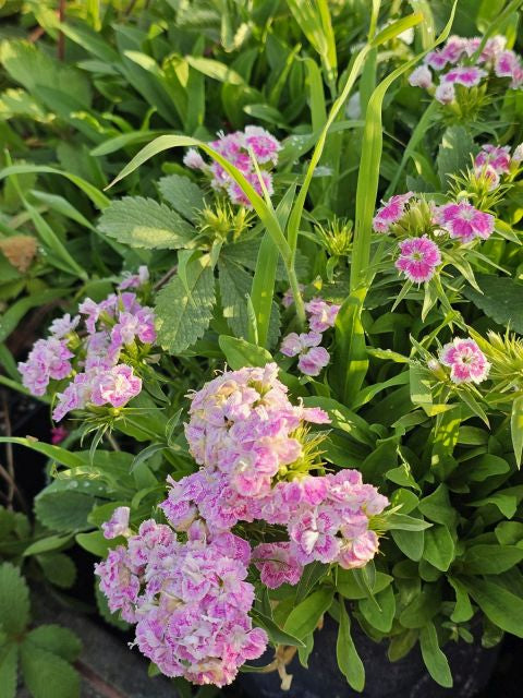 Garofița turcească mixt - Dianthus barbatus mixt
