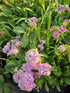 Garofița turcească mixt - Dianthus barbatus mixt