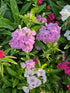 Garofița turcească mixt - Dianthus barbatus mixt
