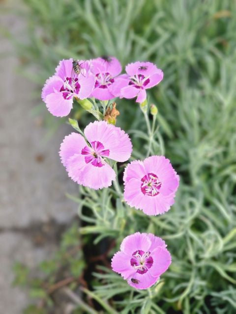 Garofițe - Dianthus plumarius Double Rose