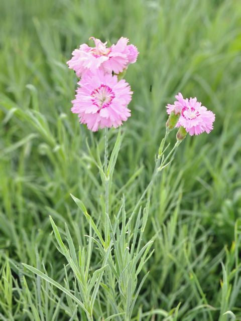 Garofițe - Dianthus plumarius Double Rose