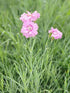 Garofițe - Dianthus plumarius Double Rose