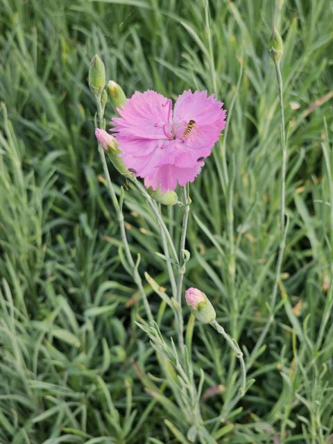 Garofițe - Dianthus plumarius Double Rose