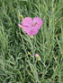 Garofițe - Dianthus plumarius Double Rose