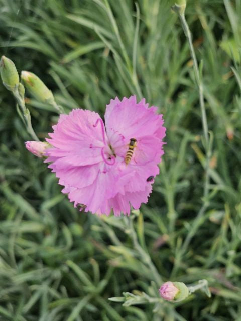 Garofițe - Dianthus plumarius Double Rose