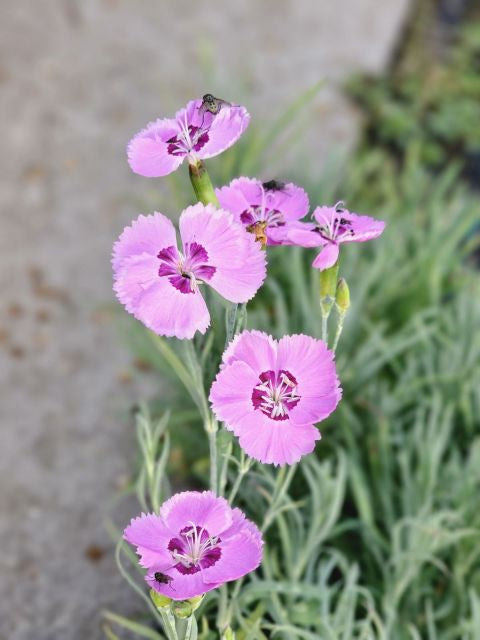 Garofițe - Dianthus plumarius Double Rose