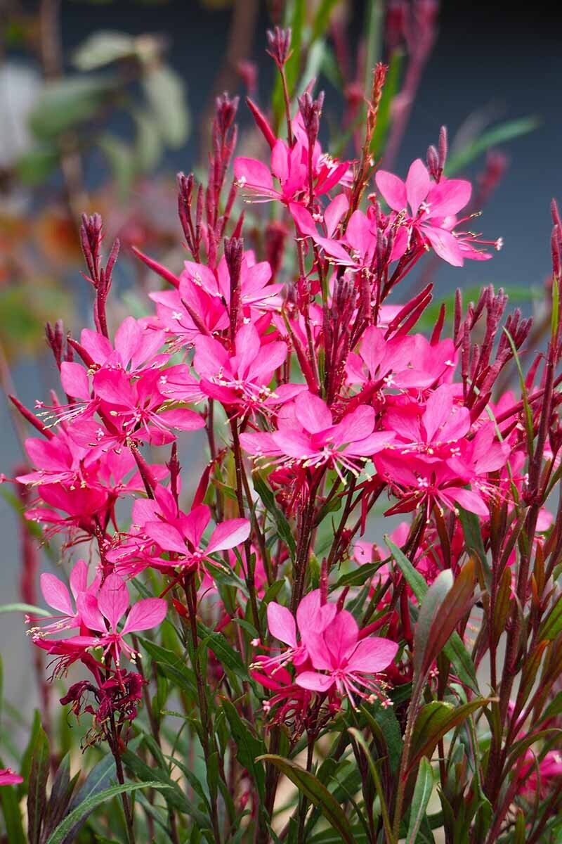 Floarea albinei - Gaura lindheimeri 'Graceful Pink'