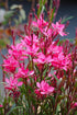 Floarea albinei - Gaura lindheimeri 'Graceful Pink'