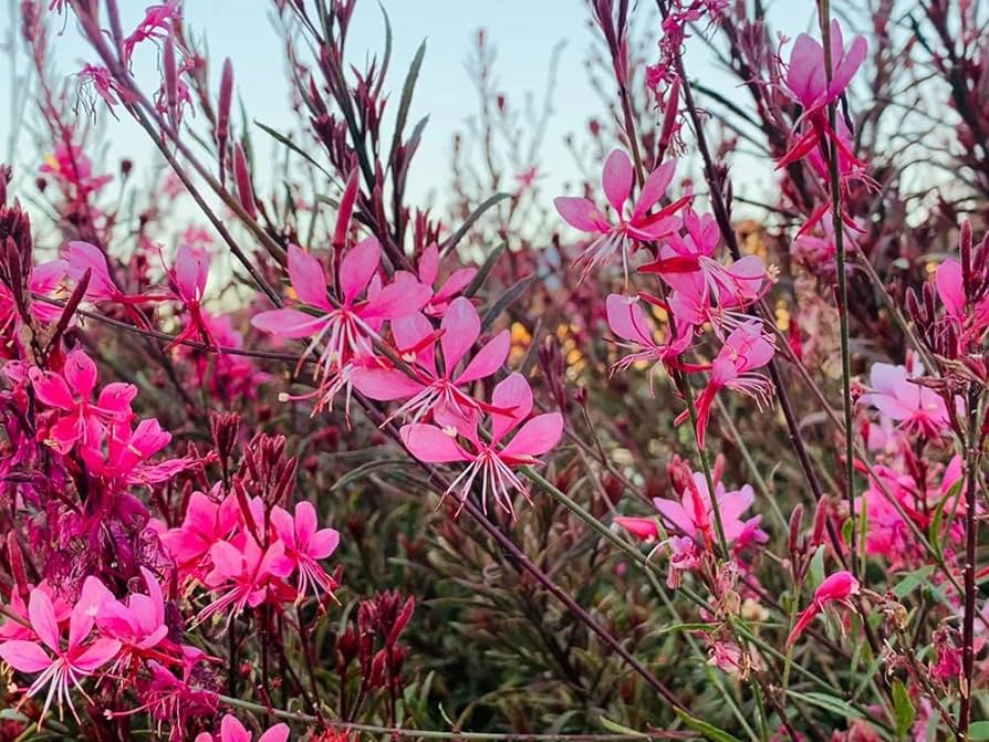 Floarea albinei - Gaura lindheimeri 'Siskiyou Pink