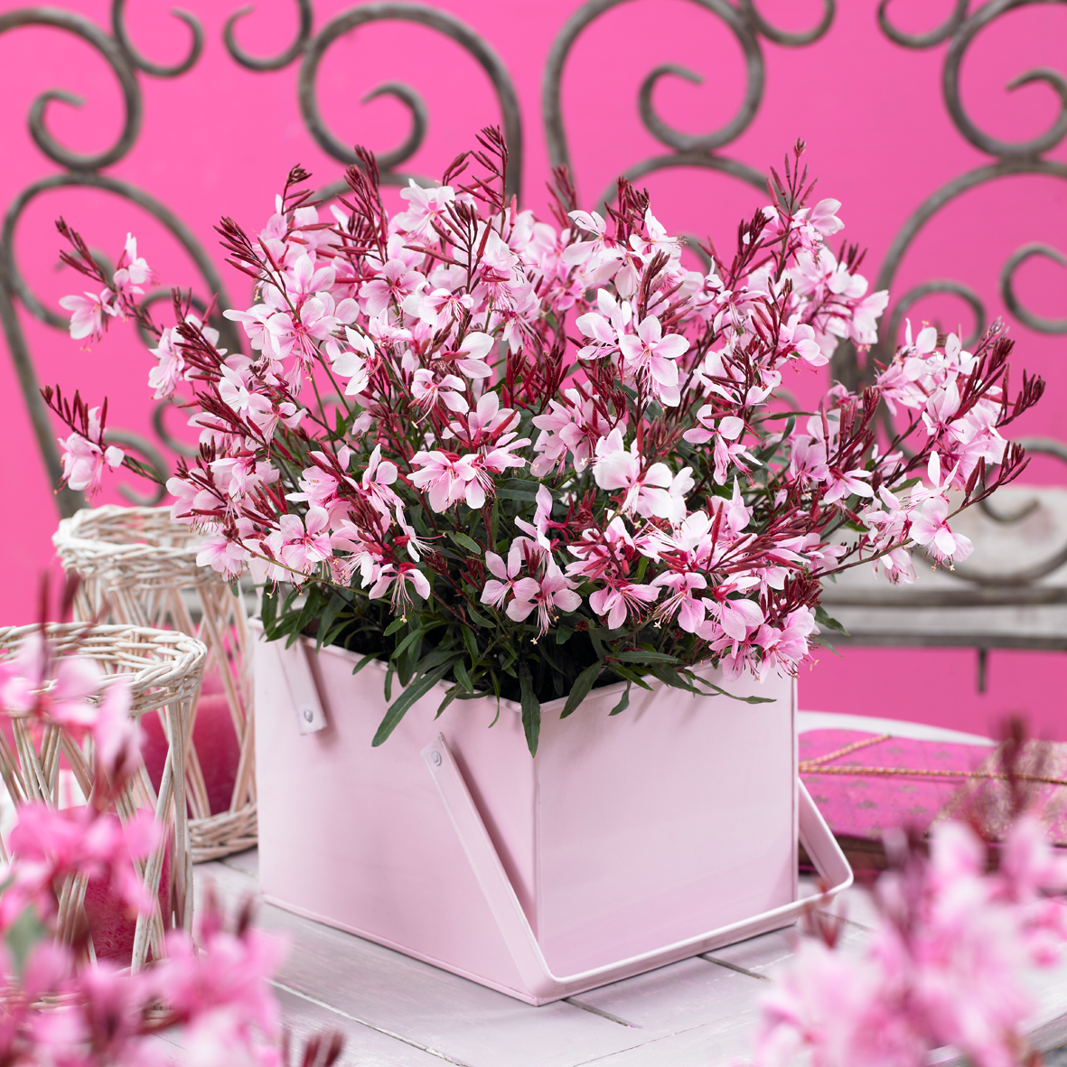 Floarea albinei - Gaura lindheimeri Gaudi® ‘Compact Pink’