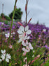 Floarea albinei - Gaura lindheimeri 'Whirling Butterfly'