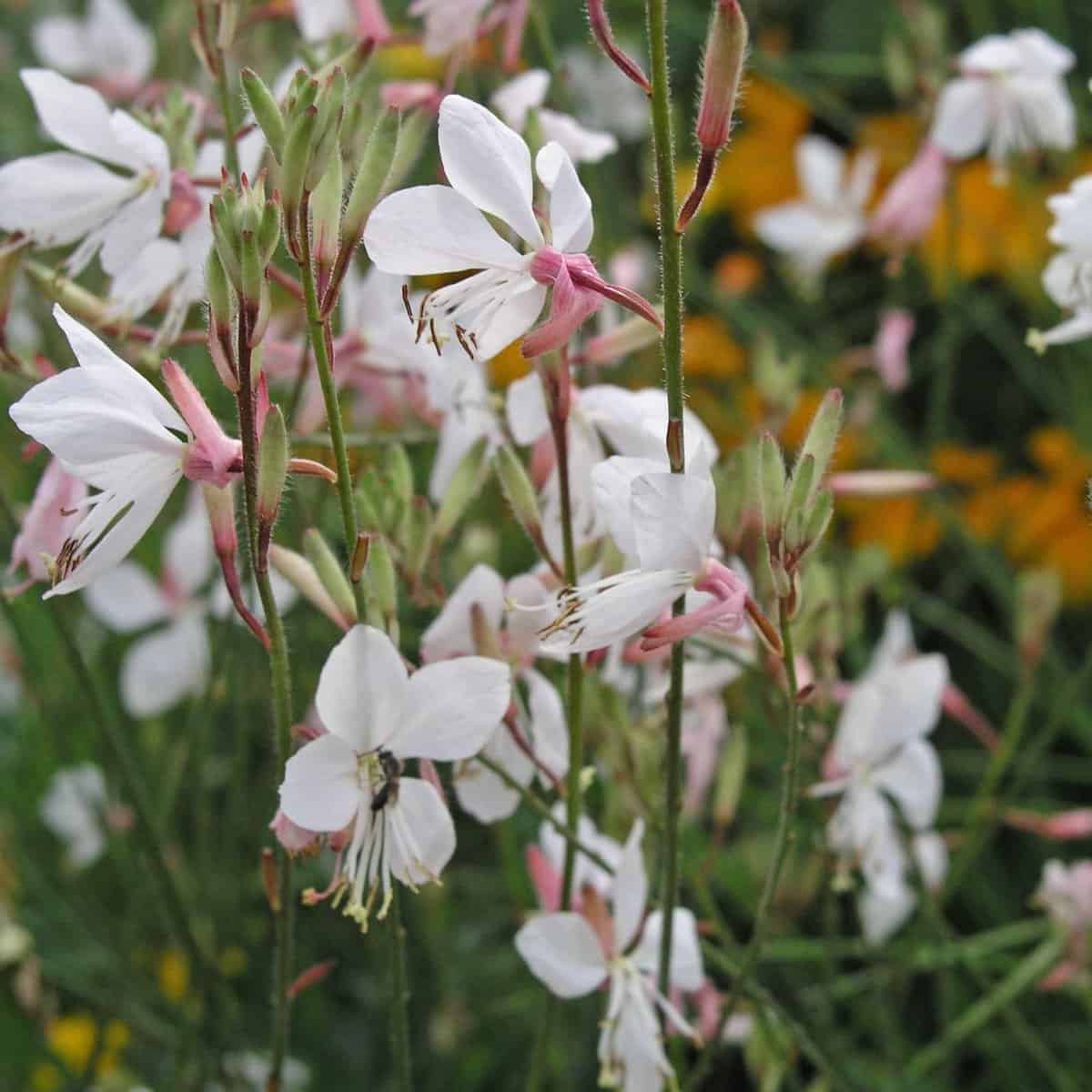 Floarea albinei - Gaura lindheimeri Ellura White