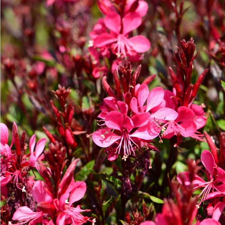 Floarea albinei - Gaura lindheimeri Gaudi® ‘Compact Red’