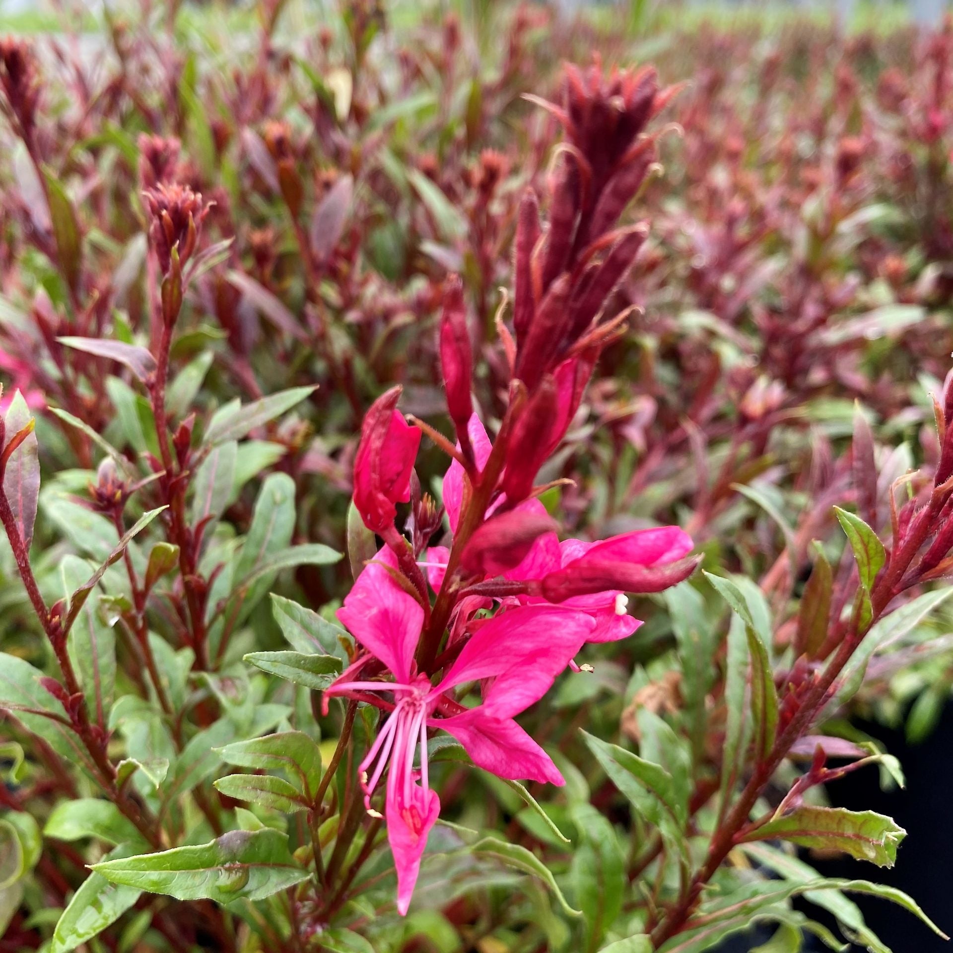 Floarea albinei - Gaura lindheimeri Gaudi® ‘Compact Red’