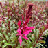 Floarea albinei - Gaura lindheimeri Gaudi® ‘Compact Red’
