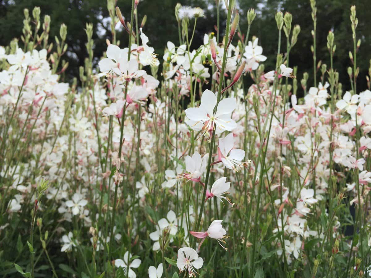 Floarea albinei - Gaura lindheimeri Geyser White