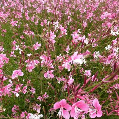 Floarea albinei - Gaura lindheimeri Geyser pink