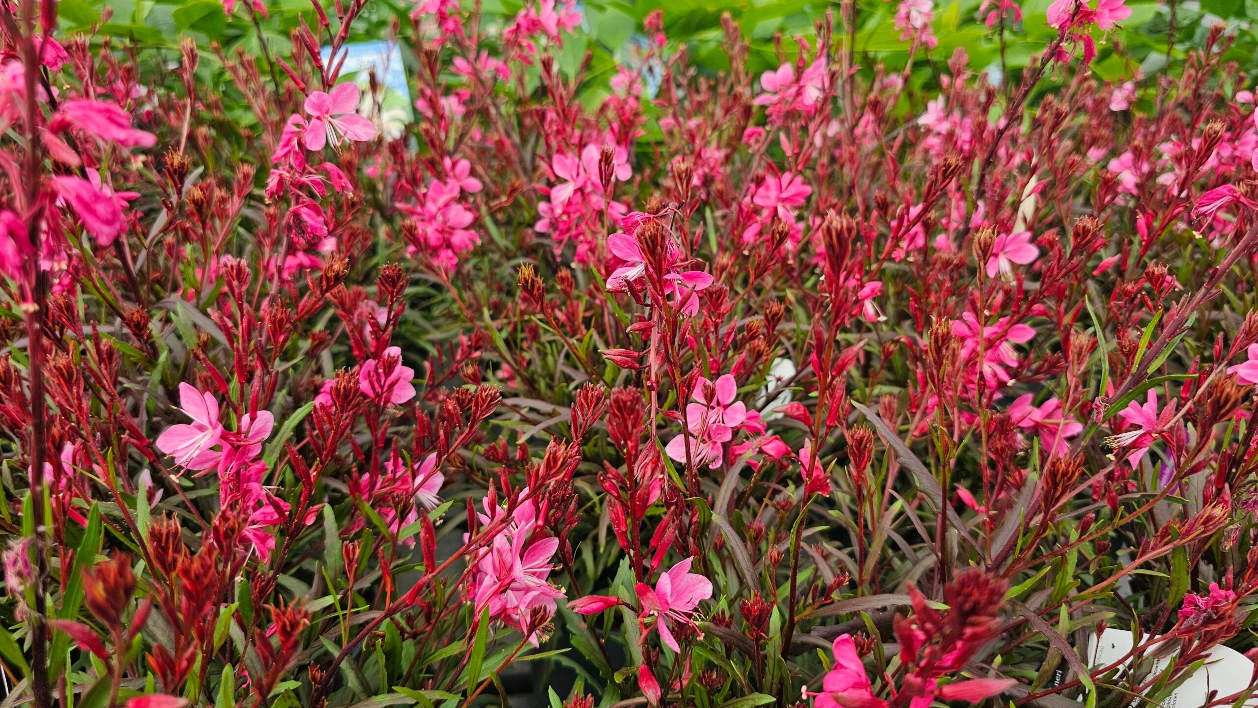 Floarea albinei - Gaura lindheimeri 'Graceful Pink'