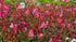 Floarea albinei - Gaura lindheimeri 'Graceful Pink'
